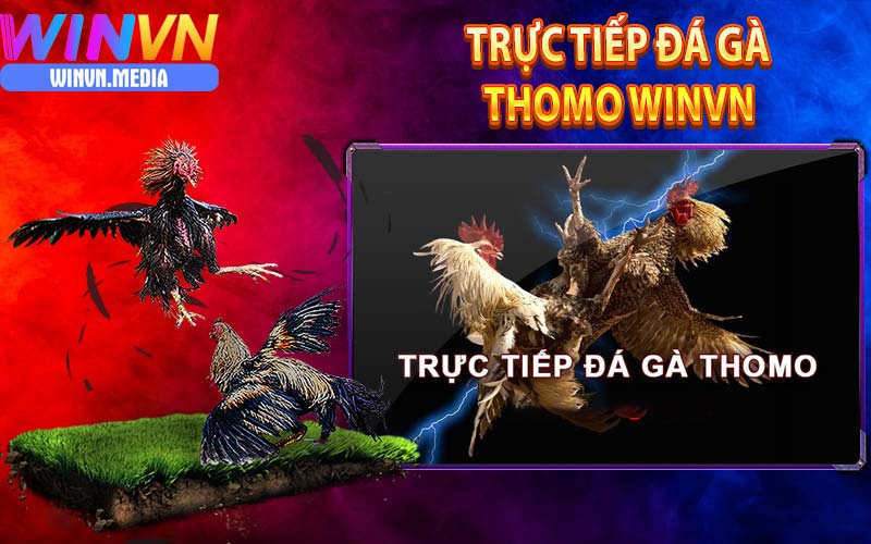 Trực tiếp đá gà thomo winvn